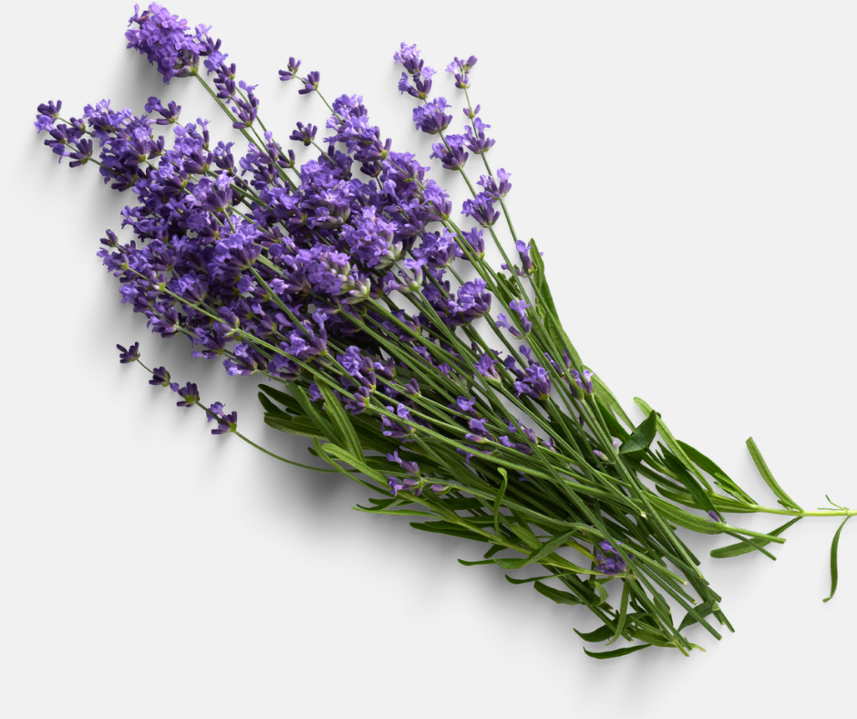 Hydrolat de lavande vraie