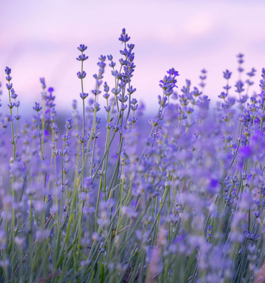 Apaiser le corps et l’esprit : la lavande vraie au cœur de septembre