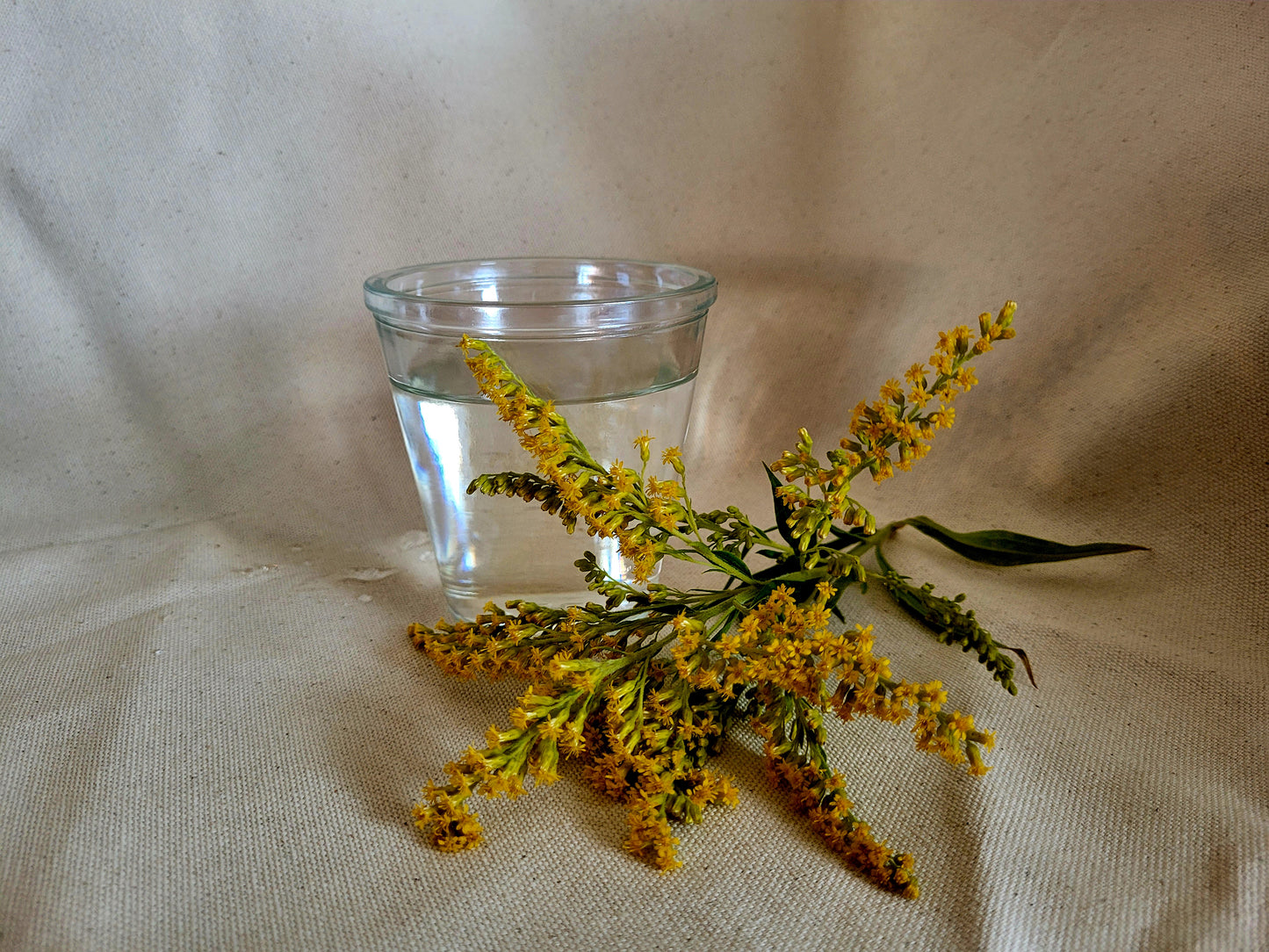 Hydrolat de verge d'or