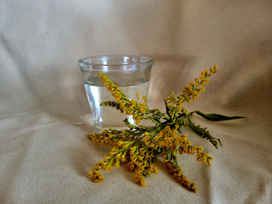 Hydrolat de verge d'or