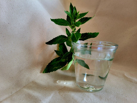 Hydrolat de menthe poivrée