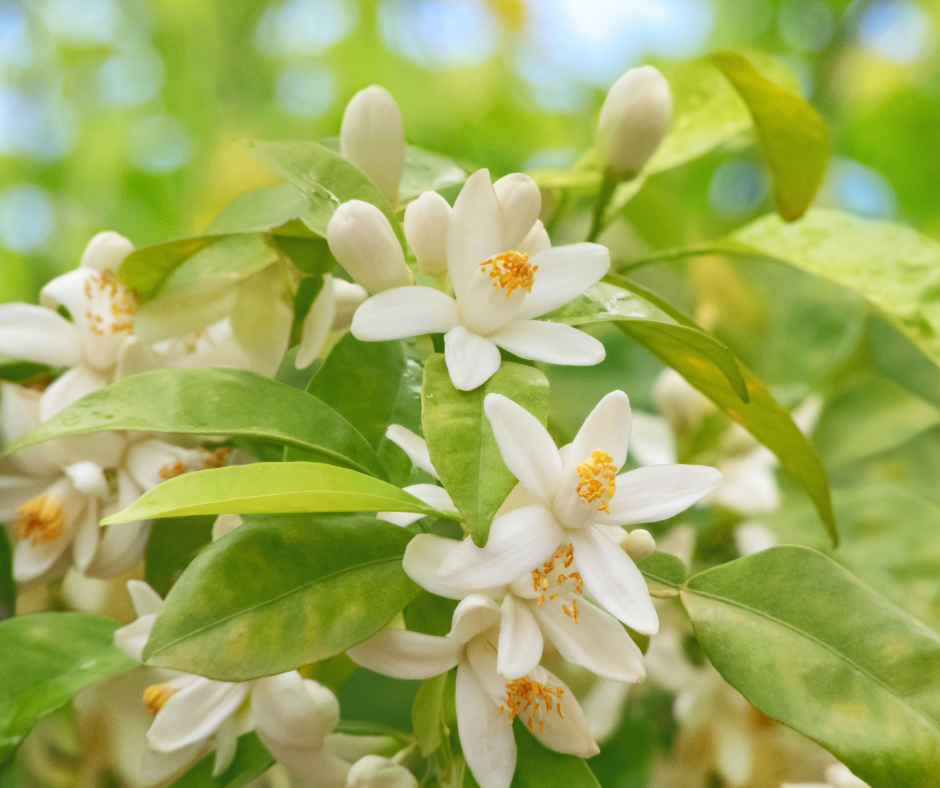 Hydrolat néroli (fleur d'oranger)